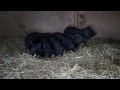 Pork-A-Dot Piggies