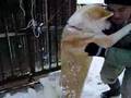 秋田犬「さくら」大相撲初場所?!