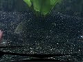 www.piranhaportal.net - My AGGRESSIVE RHOM (6cm)