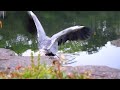 Click here to watch this video アオサギのサギーちゃん、雨に濡れても朝ごはん2012.4.30