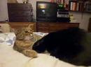3CoolKats Episode 37, Bedtime for Suzy and Babs