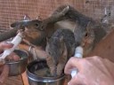 Six Squirrels at the Rainbow Wildlife Rescue