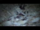 gerbil family(mom,dad,and babies gerbil family(mom,dad,and babies