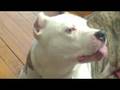 videos de Frozana Licking The Air   Pt. 1