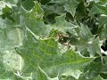 Sphaerophoria scripta Sphaerophoria scripta
