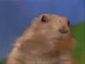 videos de funny chipmunk