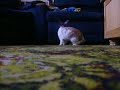 Demmy the rabbit