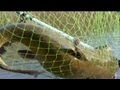 Catfishing I got a big big catfish fishing with planer bobbers save gas