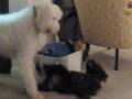 Labradoodle Puppy and Standard Poodle Play Fighting