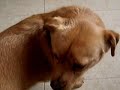 KIKE CONTRA GOLIAT KIKE CONTRA GOLIAT