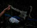 amazon sloth.MOV