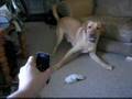 Dog Scared of Phone, LMAO