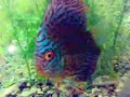 Aquariom Fish