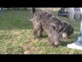 2 minis exercices au clicker(fais le mort et patte)
