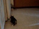 William Wallace Episode two
