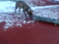 keyra chienne skate !!