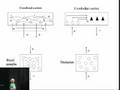 Bridging the Gap between Cortical Structure and Cortical Fun