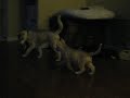 Akeela and Kylie Playing