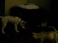 Akeela and Kylie Playing