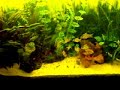 Corydoras schwartzi