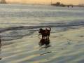 videos de Dogbook Movie: Daisy at the Dog beach!