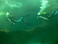 Buzos y Tiburones