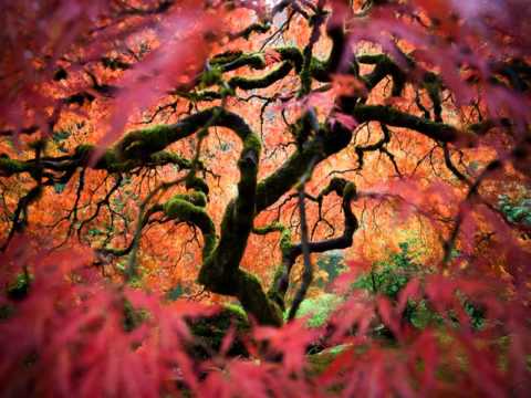 how to fertilize japanese maple