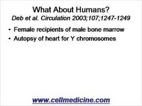 Bone Marrow Differentiation to ...