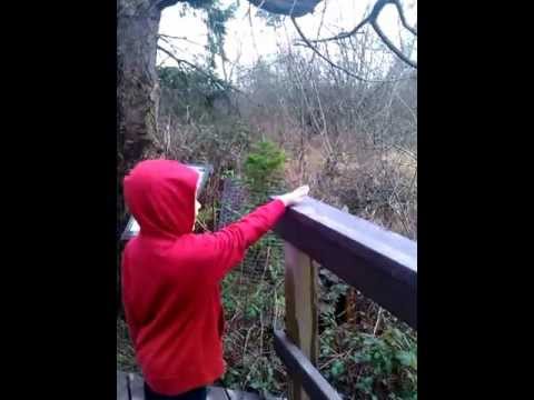 kidsball8848 - Reifel Bird Sanctuary, Ladner, BC. The Chickadees are super-tame!