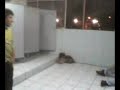 estupidos peleando