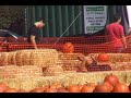 jessica alba - the sexy star brought husband cash and daughter honor to the pumpkin patch on halloween day. dad and daughter posed for pictures by mom, then picked a large pumpkin to take home for the holiday.