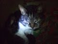 Bassie Tommie en Poekie in bed bij win.