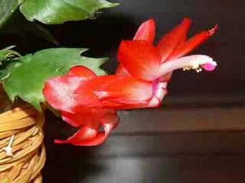 how to care for zygocactus