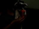 puppy holdin and eatin an icee