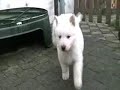 Zwitserse Witte Herder pups