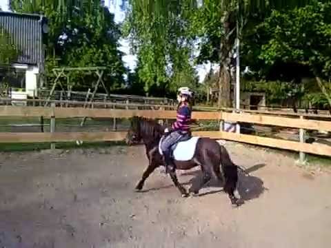 Lea und der wilde Shetty Hengst :)