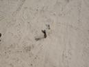 Ramalh�o caindo