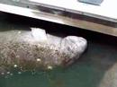 More Friendly Florida Manatees