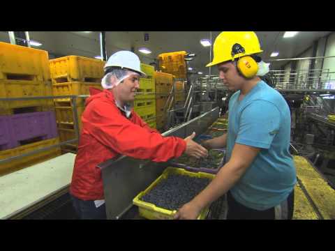 how to harvest blueberries