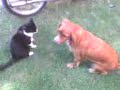 ruby and cuchuflito´s ruby and cuchuflito´s