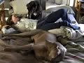 Waking Up With Dogs
