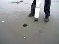 catching a razor clam