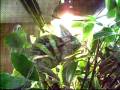 videos de chameleon