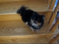 Pomeranian Male, cute to watch, Adult boy, 3 lbs