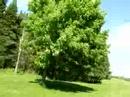 Dodgeville Bigfoot Attack