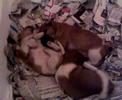 Pepito, Winnie e Brando jr dormono (23gg)