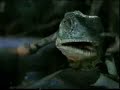 Budweiser Frogs