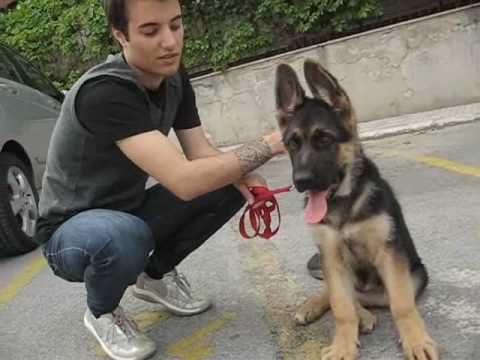 pastore tedesco