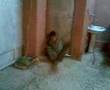 اجمل ضحكه