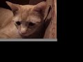 kittins kittins
